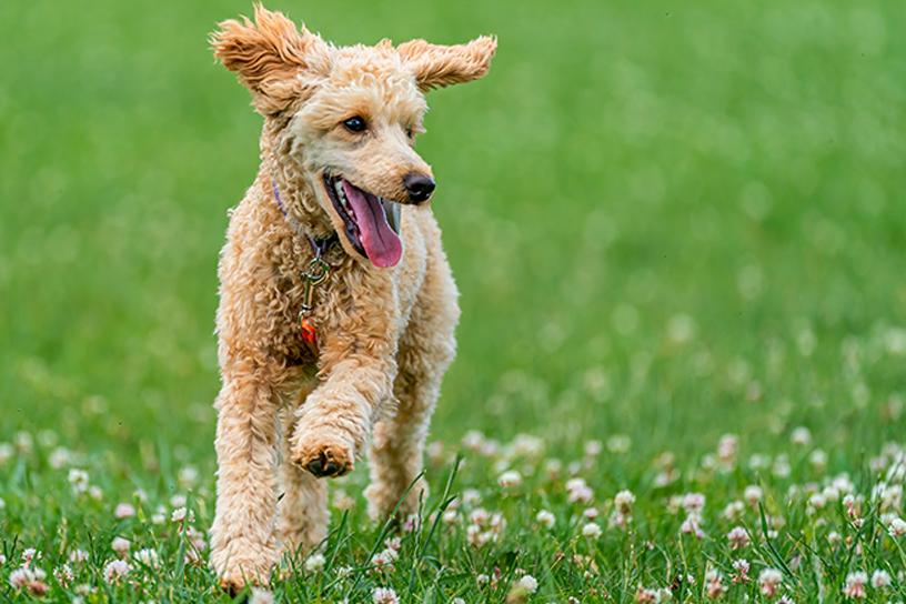 Dog Friendly Parks in Edmonton