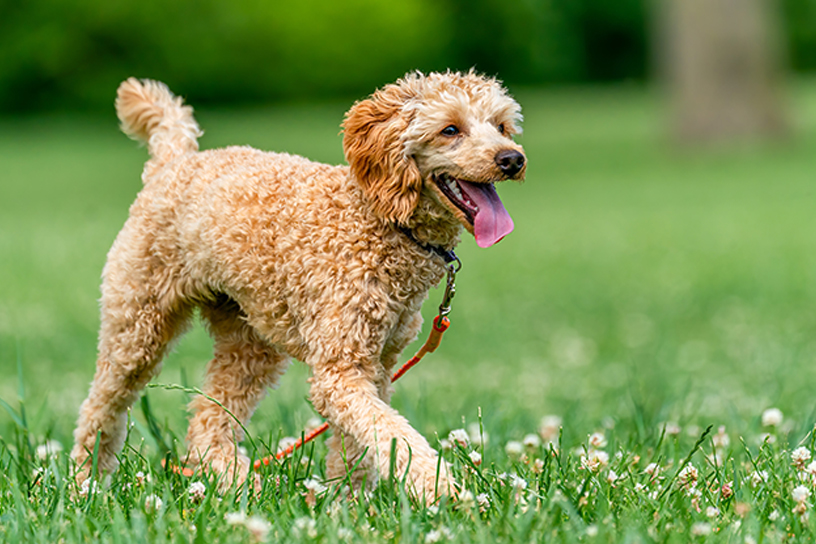 Best Dog Friendly Parks in Calgary