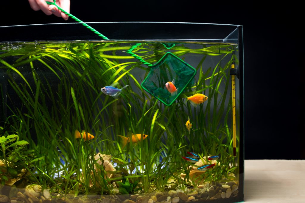 Moving-An-Aquarium-Highland-Moving-and-Storage